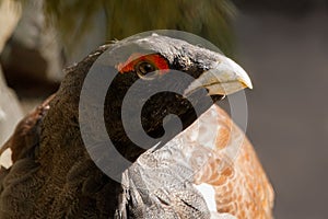 Portrait of an African mongoose sitting close