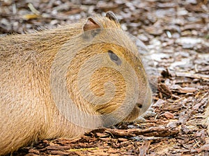 Portrait of a capivara lying on the ground