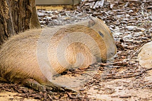 Portrait of a capivara lying on the ground