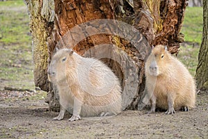 Portrait of a capivara sitting in a zoo