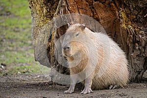 Portrait of a capivara sitting in a zoo