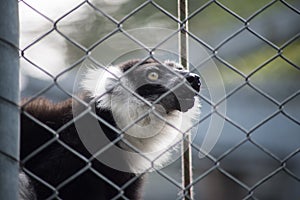 captive black and white lemur behind a metallic fence