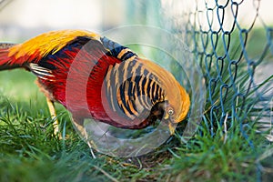 Portrait of captive Golden Pheasant