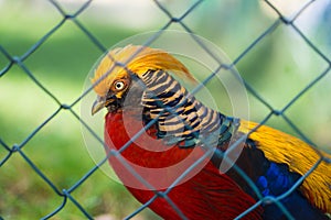 Portrait of captive Golden Pheasant