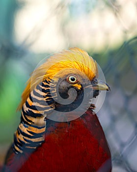 Portrait of captive Golden Pheasant