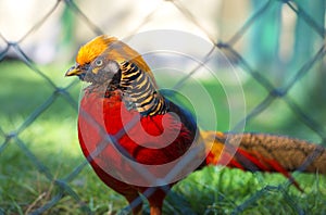 Portrait of captive Golden Pheasant