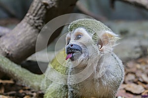 Portrait of a capuchin monke