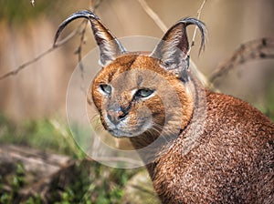 The portrait of Caracal