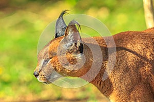 Portrait of Caracal