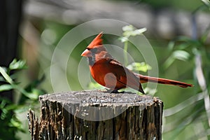 Portrait of a cardinal bird on a tree stump