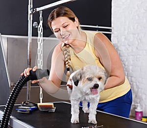 Caring smiling woman grooming cute havanese dog at pet salon