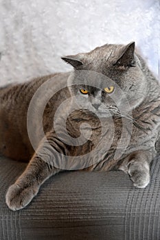 British shorthair or carthusian cat photo