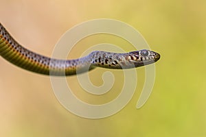 Portrait of Caspian Whip Snake