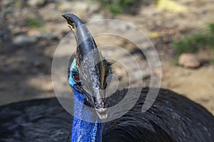 Portrait of the cassowary or Casuarius casuarius or Casuariidae family. Head, colorful tropical bird