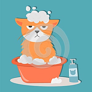 Portrait cat animal bathe pet cute kitten purebred feline kitty