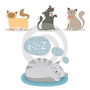 Portrait cat animal sleep pet cute kitten purebred feline kitty domestic fur adorable mammal character vector