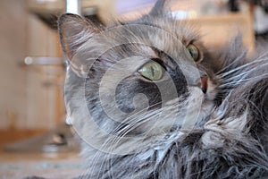 Portrait of a cat beautiful fluffy grey cat with green eyes, cloes up