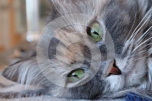 Portrait of a cat beautiful fluffy grey cat with green eyes, cloes up