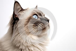 Portrait Of Cat Birman In Profile On White Background. Generative AI