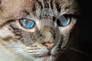 Portrait of the cat with blue eyes