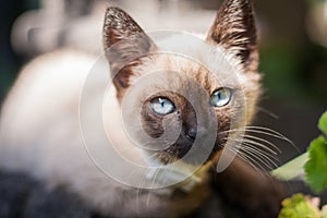 Portrait of a Cat with blue eyes