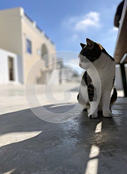 Portrait of a Cat Breaking Free from the Hot Sun