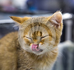 Portrait of a cat breed Golden Chinchilla, eyes closed, tongue licking his nose. Selective focus.