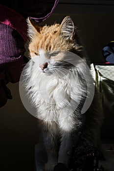 portrait of cat breed norwegian forest