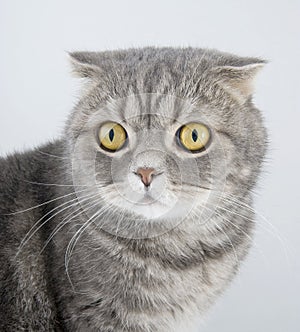 Portrait cat of breed the Scottish fold.