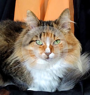 Portrait of a cat with bright green eyes against the background of a orange curtain