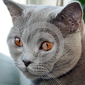 Portrait of cat of British Shorthair breed with blue gray fur