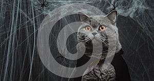 Portrait of a cat in a cape on a dark gray background closeup. Halloween cat in a vampire costume. Banner. Copy space
