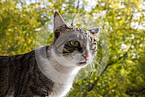 Portrait of a cat, close-up, on a beautiful background.