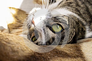 Portrait of a cat, close-up, on a beautiful background.