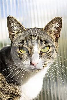 Portrait of a cat, close-up, on a beautiful background.