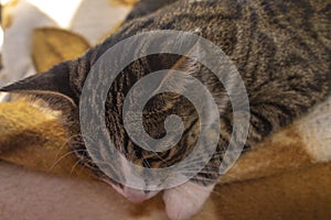 Portrait of a cat, close-up, on a beautiful background.