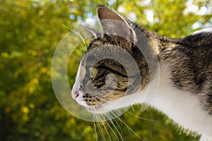 Portrait of a cat, close-up, on a beautiful background.