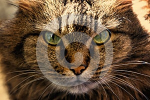 Portrait of a cat close-up. Cat`s muzzle with beautiful light green eyes.