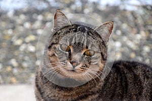 Portrait of a cat, cute curious animal