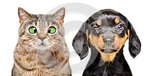Portrait of cat and dog with eye diseases