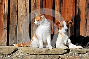 Portrait of a cat and dog together