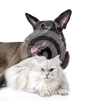 Portrait of a cat and dog. on white background