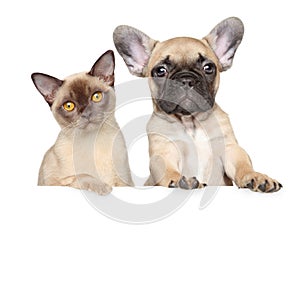 Portrait of a cat and dog on a white banner