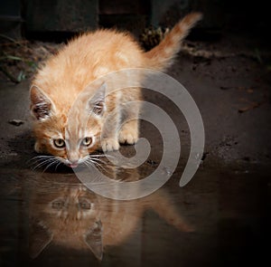 Portrait of a cat drinking