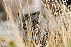 Portrait of a cat in the dry grass