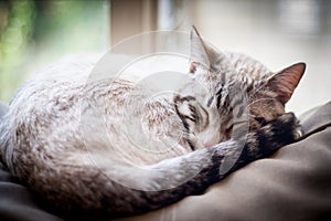 Portrait of a Cat with eyes close