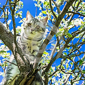Portrait of a cat on a flowering tree