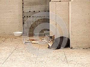 Portrait of the cat and food