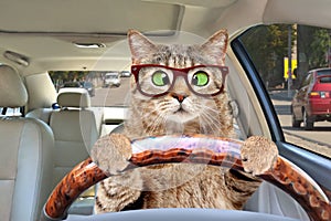 Portrait of a cat with glasses driving a car