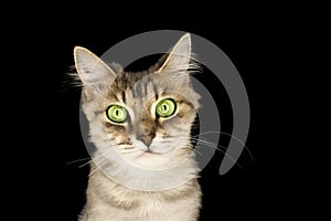 Portrait of a cat with green eyes and damaged mustache on a dark background